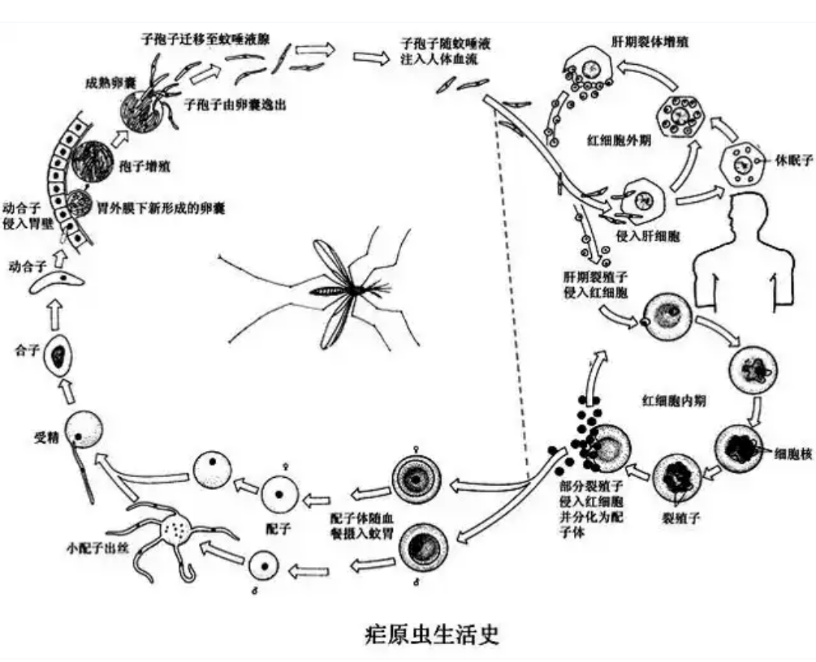 ba741ebac916558b57548d7359a15805.png ba741ebac916558b57548d7359a15805.png