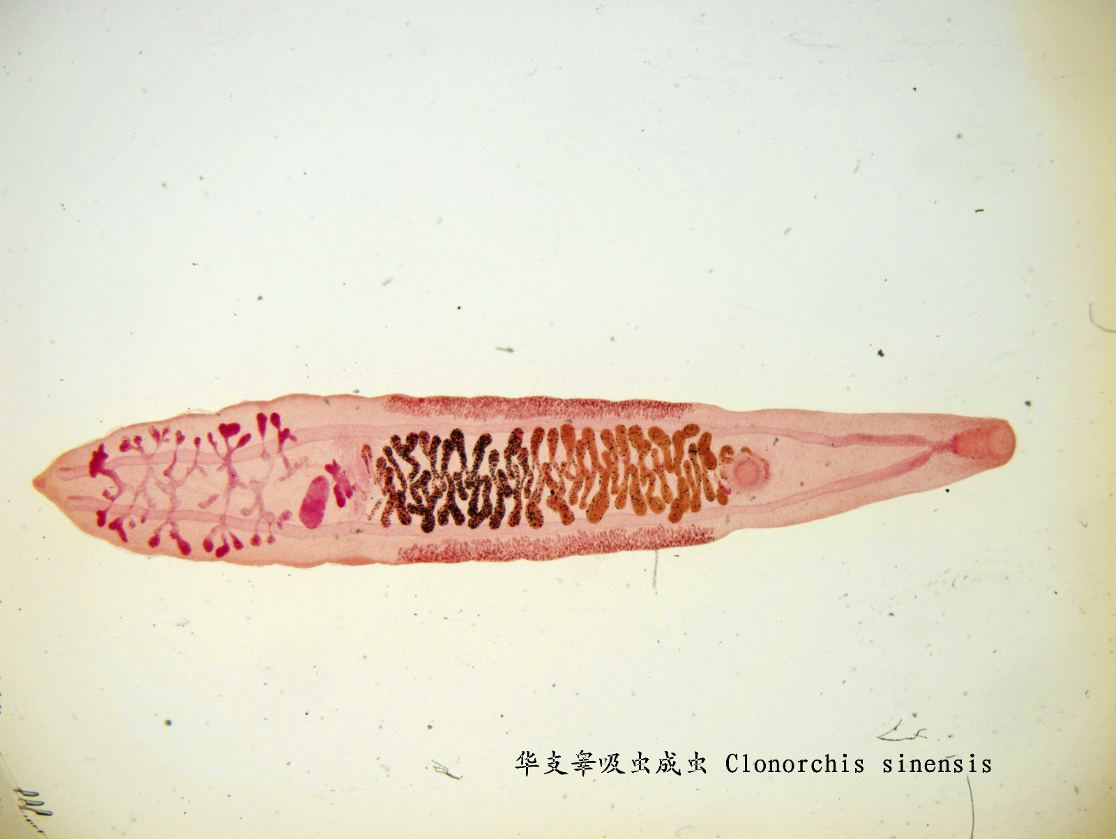 日本裂体吸虫图片