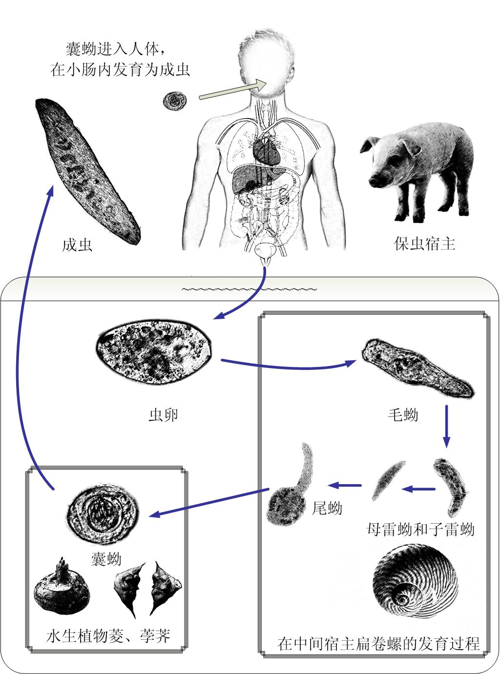 肺吸虫生活史箭头图图片