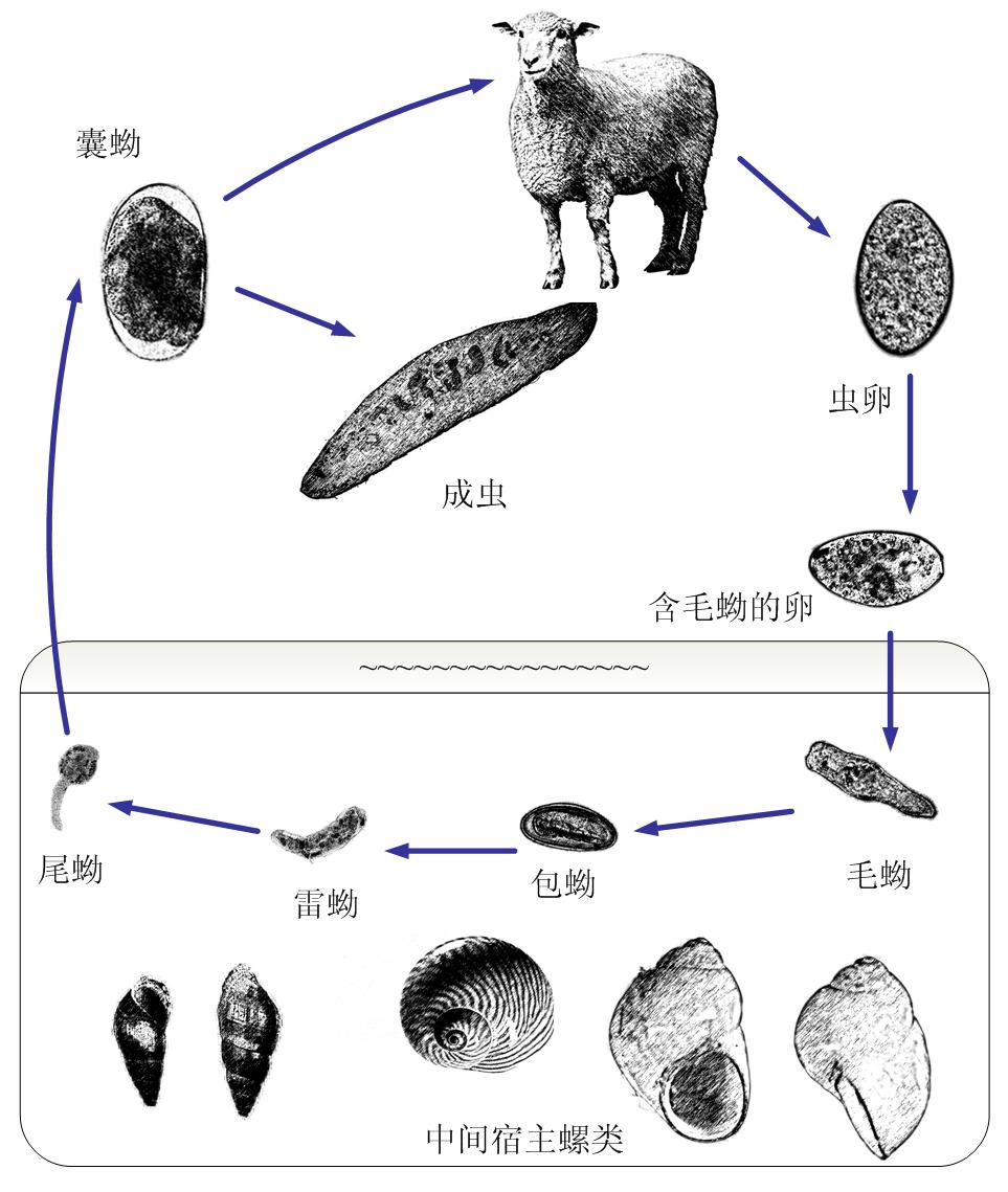 片形吸虫寄生部位图片