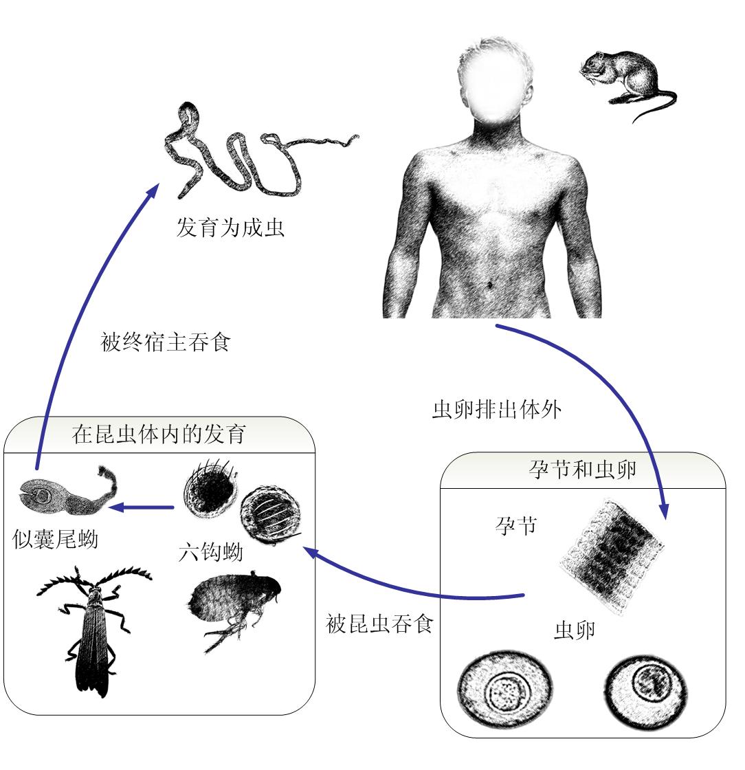 微小膜壳绦虫生活史图片