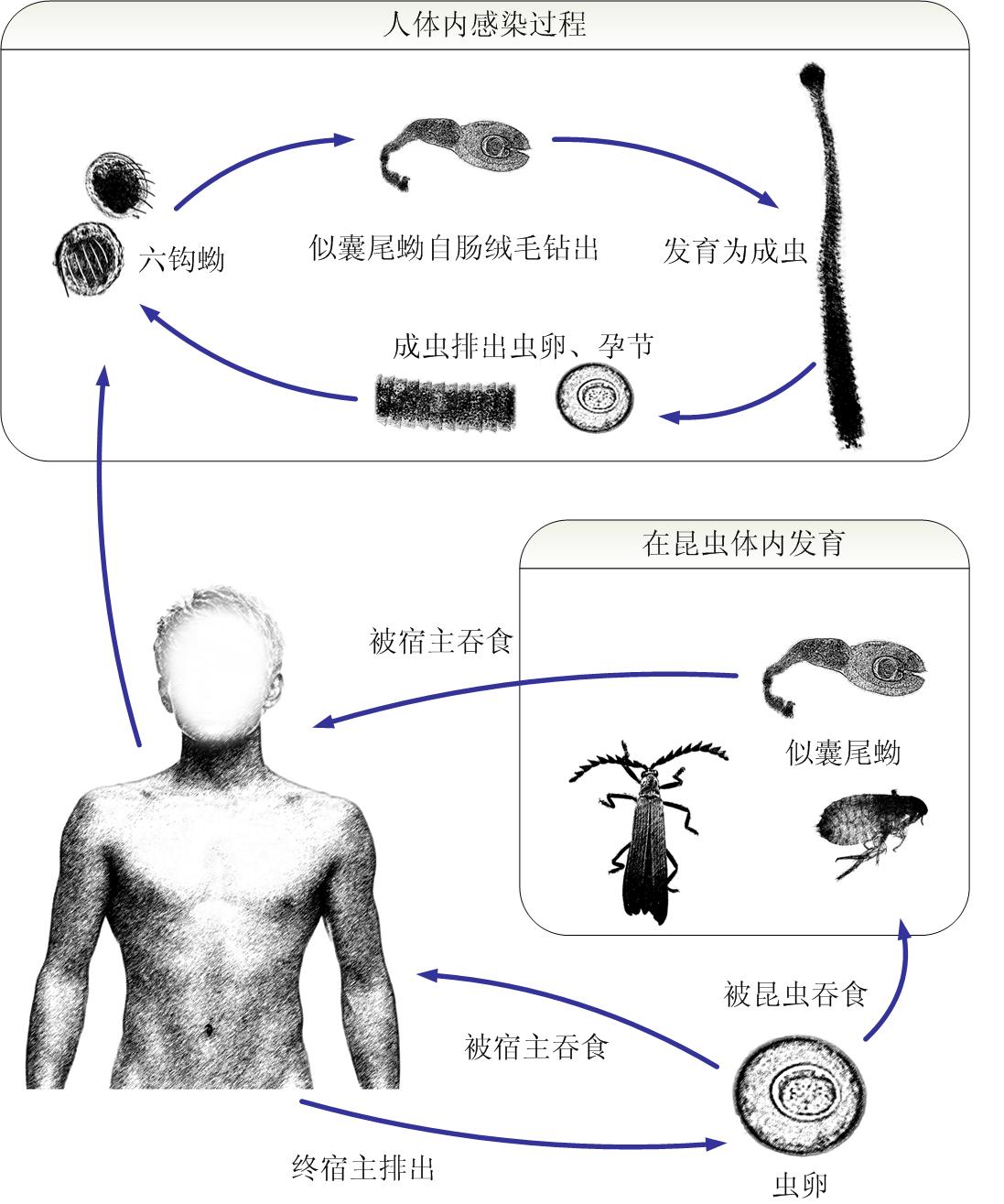 肺吸虫生活史箭头图图片