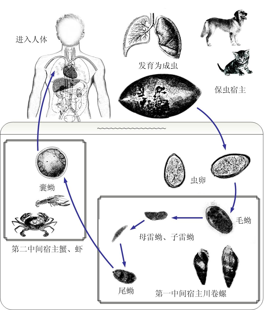 卫氏并殖吸虫标注图片