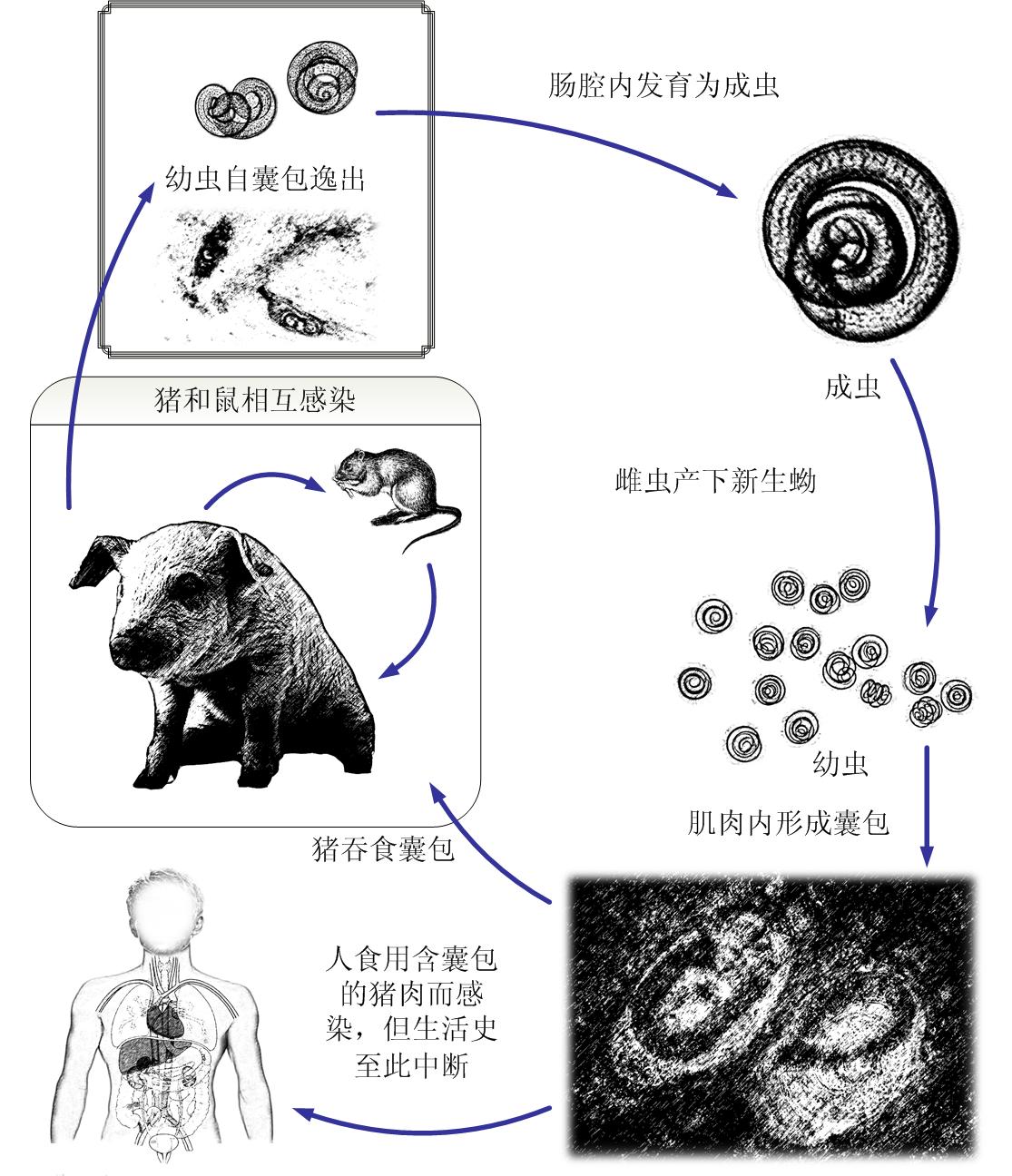 歧腔吸虫图片