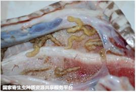 6-舌形虫照片.jpg