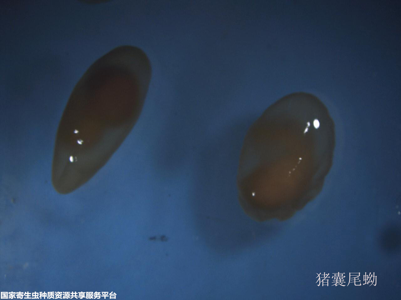 8-1猪囊尾蚴.jpg